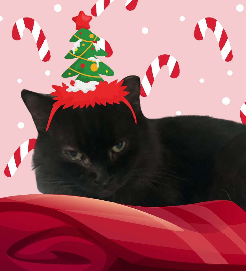 Nana, Adoptable, Senior Female Domestic Medium Hair.