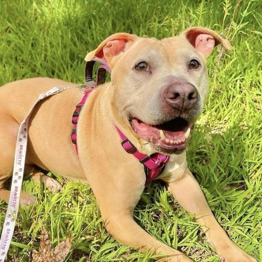 Enlarge Anastasia Steele, a Adoptable mixed breed in Long Island City, NY image 2/6