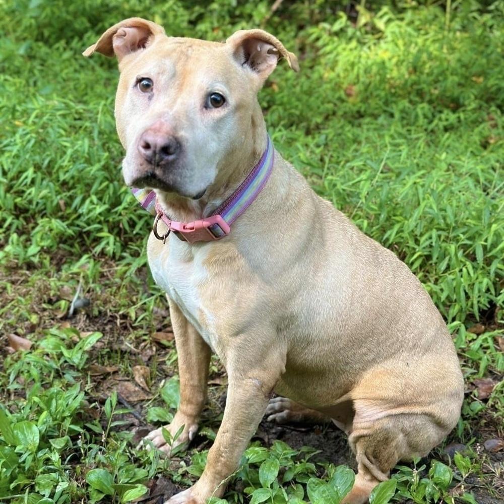 Enlarge Anastasia Steele, a Adoptable mixed breed in Long Island City, NY image 4/6