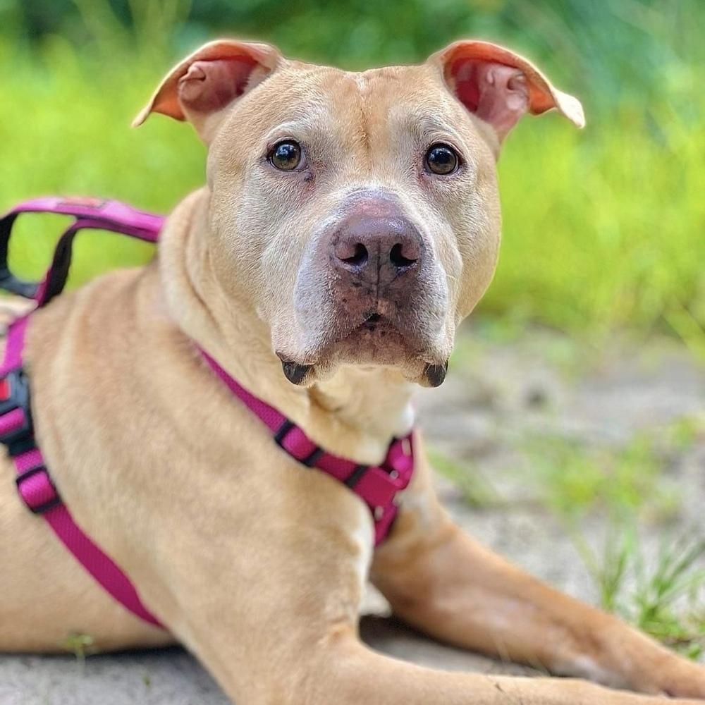 Enlarge Anastasia Steele, a Adoptable mixed breed in Long Island City, NY image 5/6