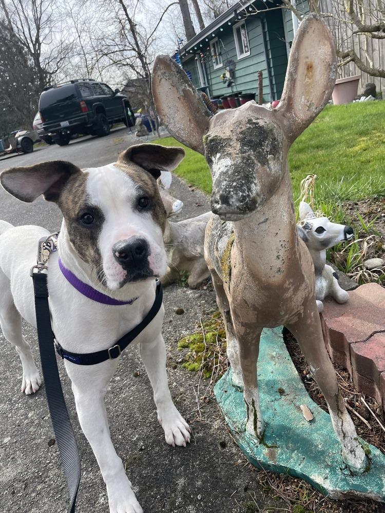 Hopscotch, a Adoptable mixed breed in Bellingham, WA image 1/5