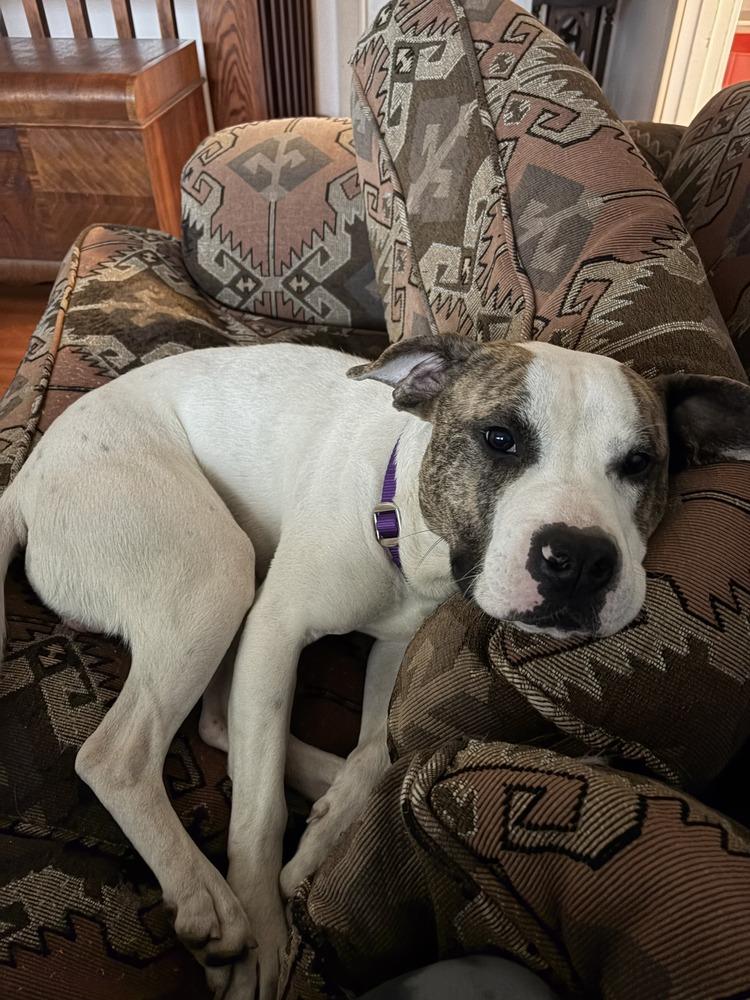 Hopscotch, a Adoptable mixed breed in Bellingham, WA image 2/5