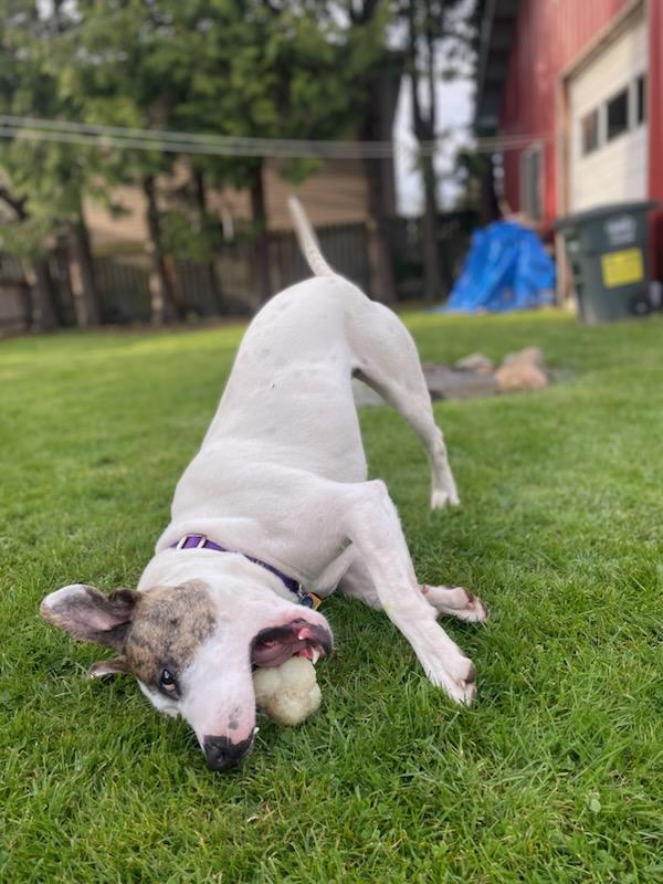 Hopscotch, Adoptable, Adult Male Mixed Breed.