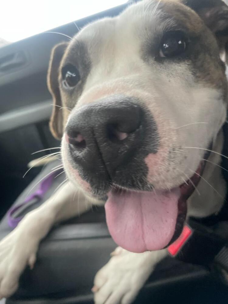 Enlarge Hopscotch, a Adoptable mixed breed in Bellingham, WA image 2/6