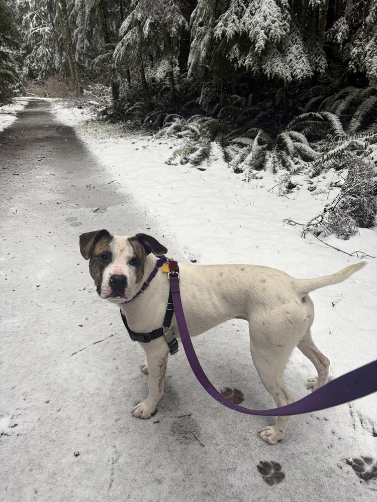 Hopscotch, a Adoptable mixed breed in Bellingham, WA image 3/5