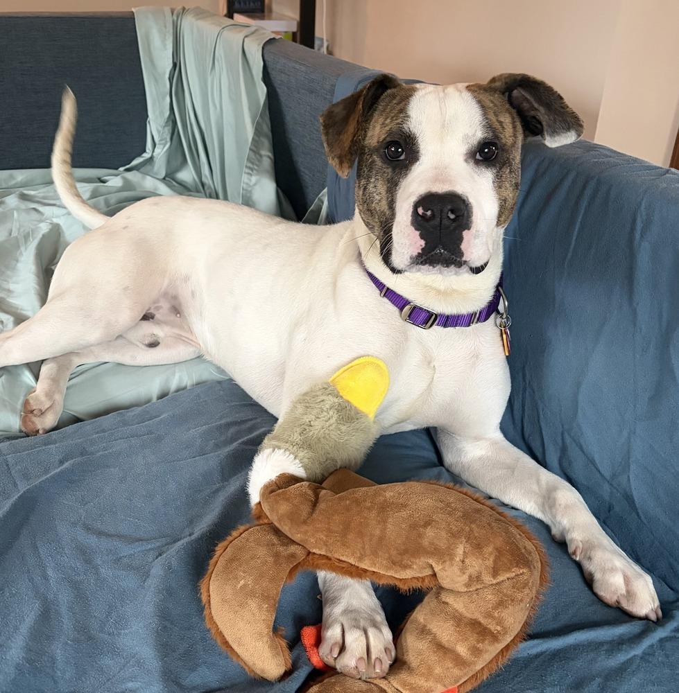 Hopscotch, a Adoptable mixed breed in Bellingham, WA image 4/5