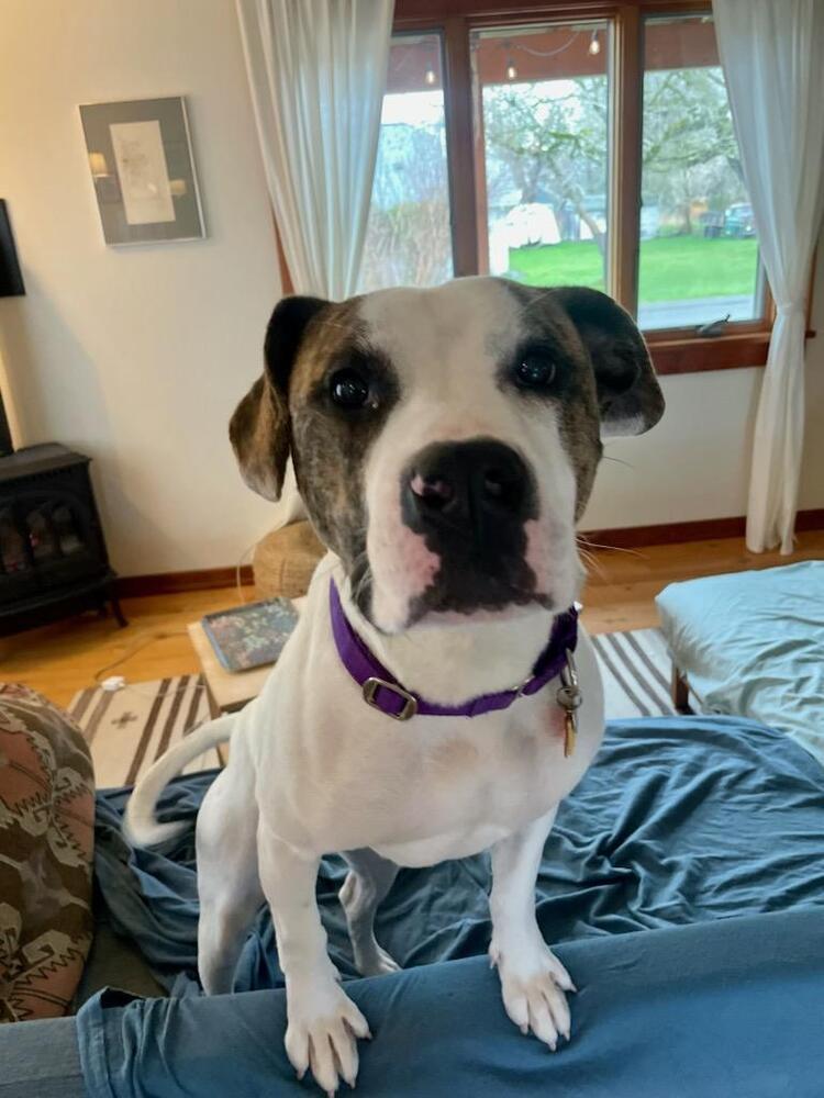 Enlarge Hopscotch, a Adoptable mixed breed in Bellingham, WA image 3/6