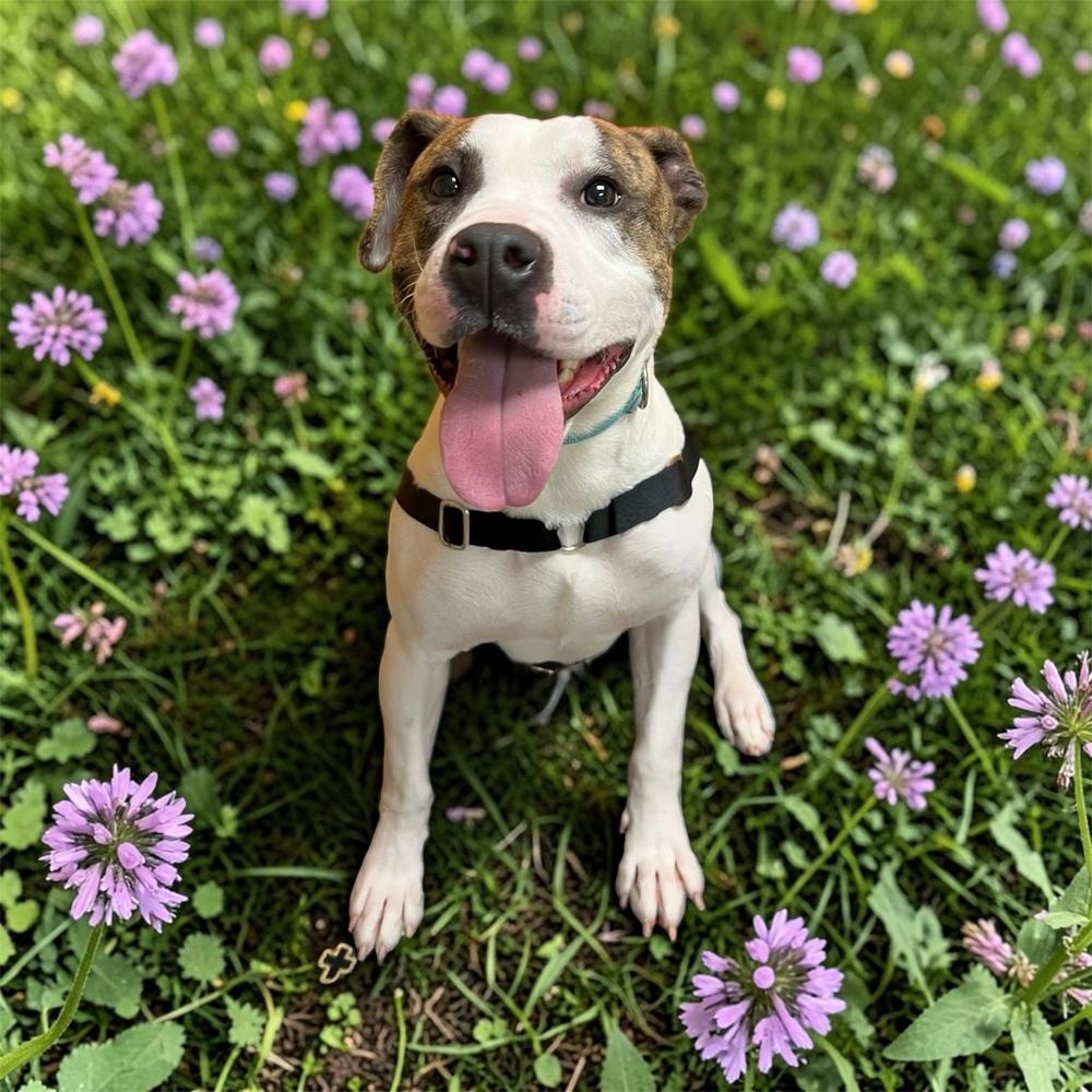 Hopscotch, Adoptable, Adult Male Mixed Breed.