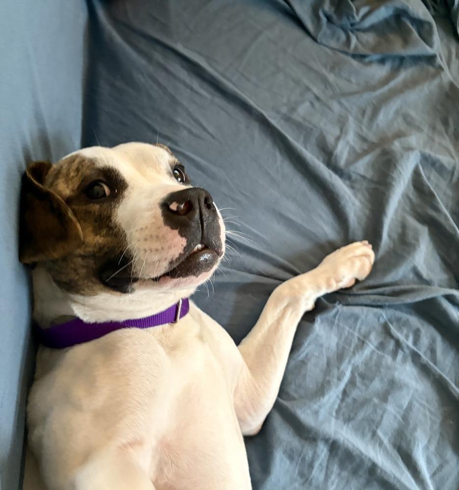 Hopscotch, a Adoptable mixed breed in Bellingham, WA image 5/5