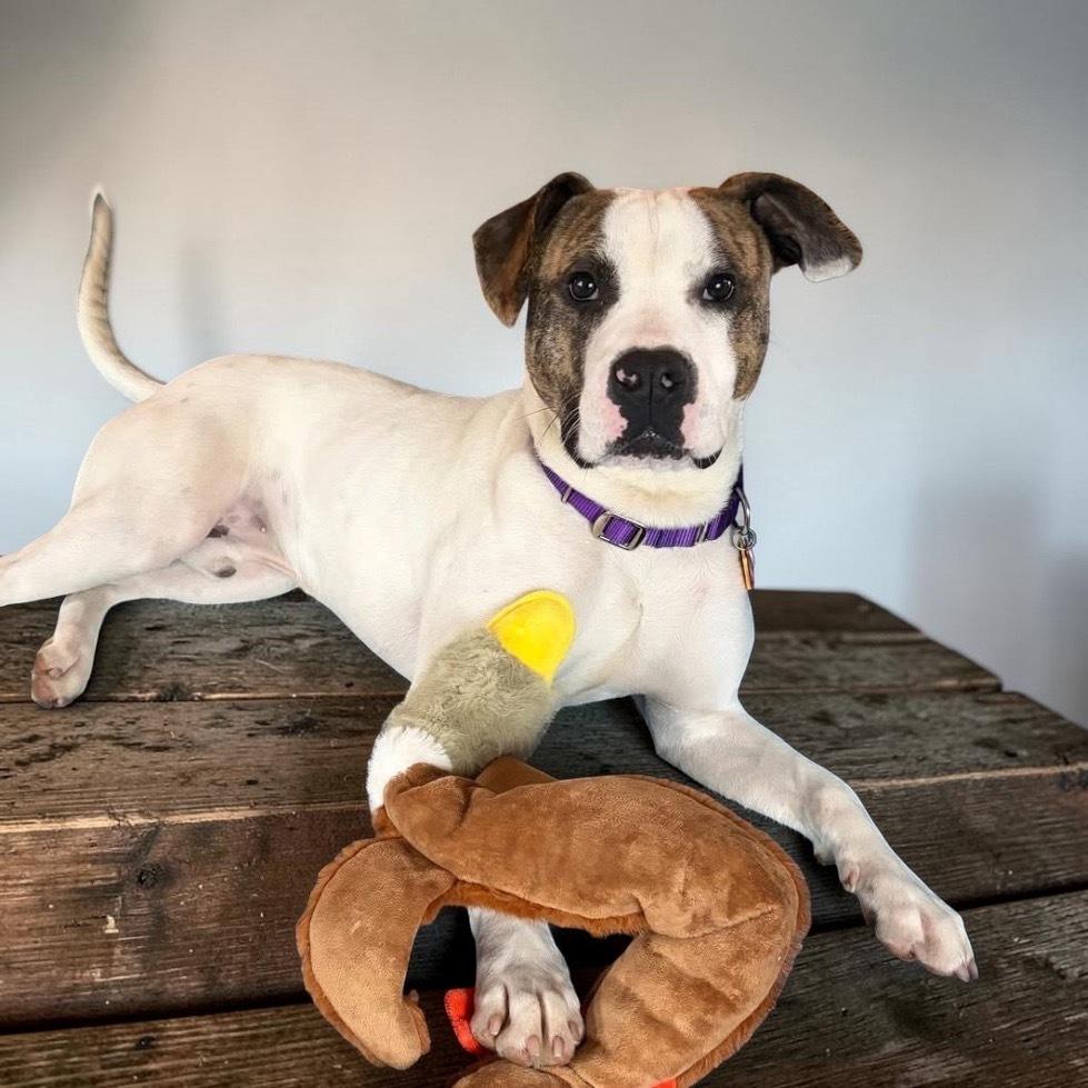 Enlarge Hopscotch, a Adoptable mixed breed in Bellingham, WA image 5/6