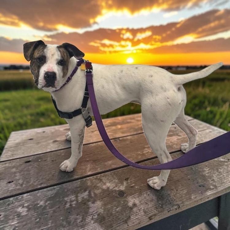 Enlarge Hopscotch, a Adoptable mixed breed in Bellingham, WA image 6/6