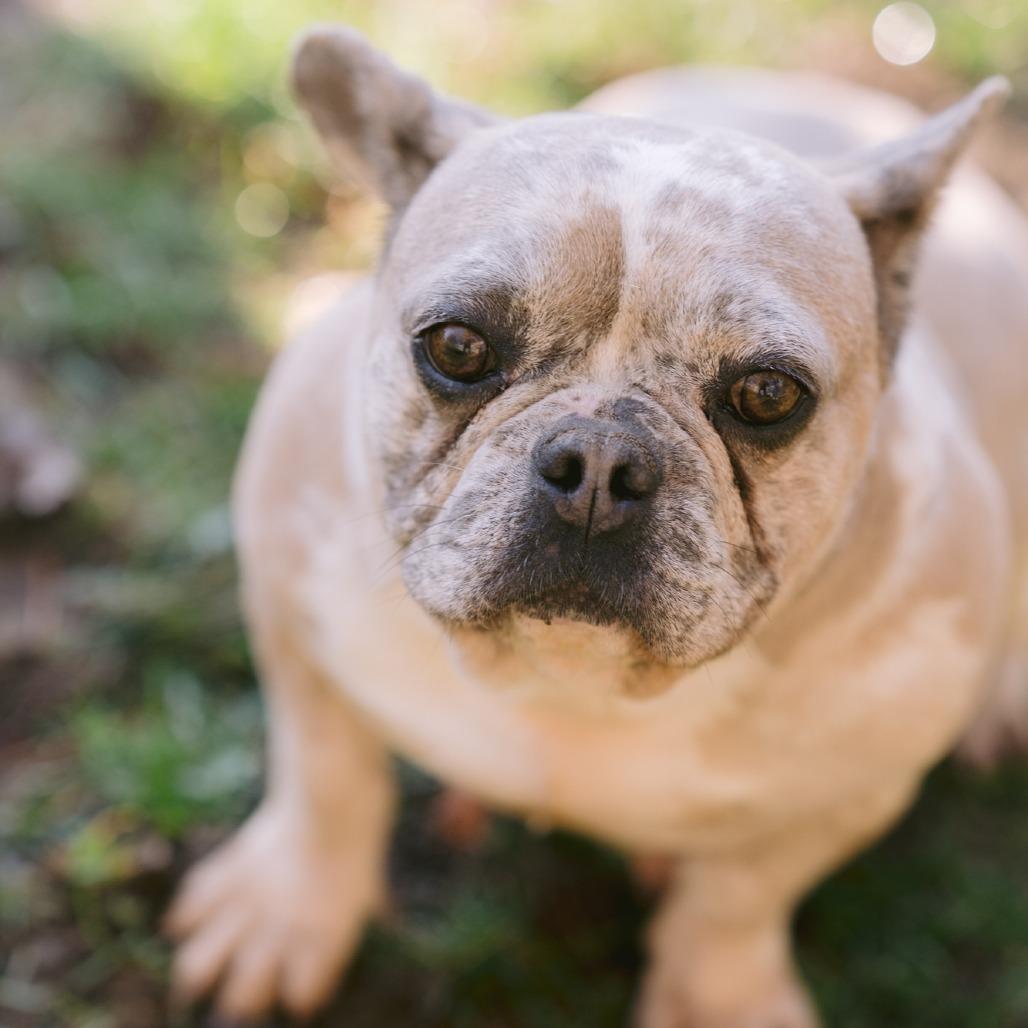 Enlarge Gemma, a Adoptable French Bulldog in Zionsville, IN image 1/1