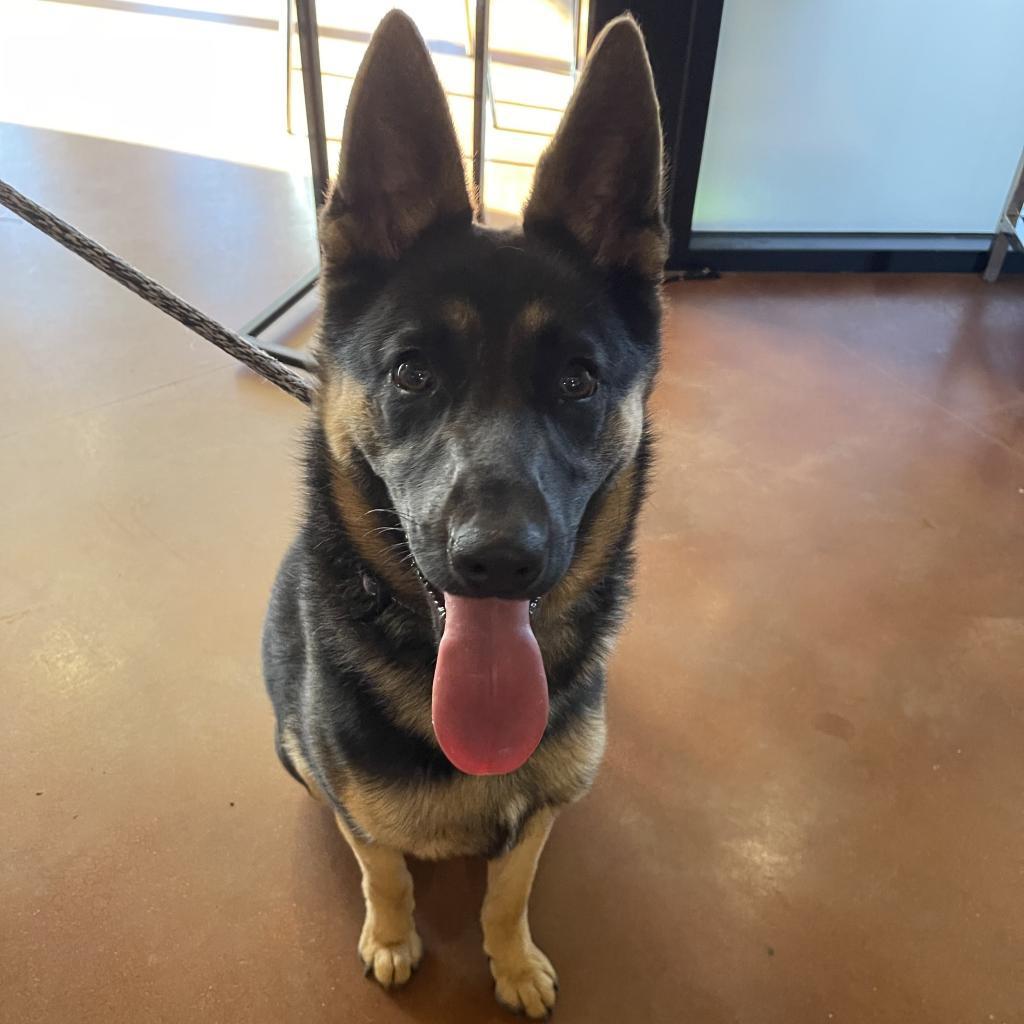Enlarge Freya, a Adoptable German Shepherd Dog in Santa Barbara, CA image 2/6