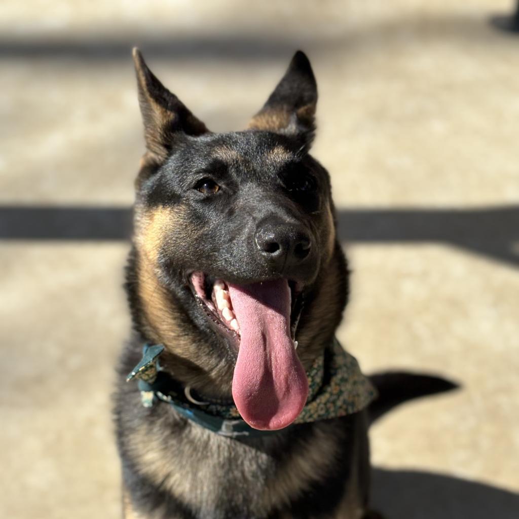 Enlarge Freya, a Adoptable German Shepherd Dog in Santa Barbara, CA image 3/6