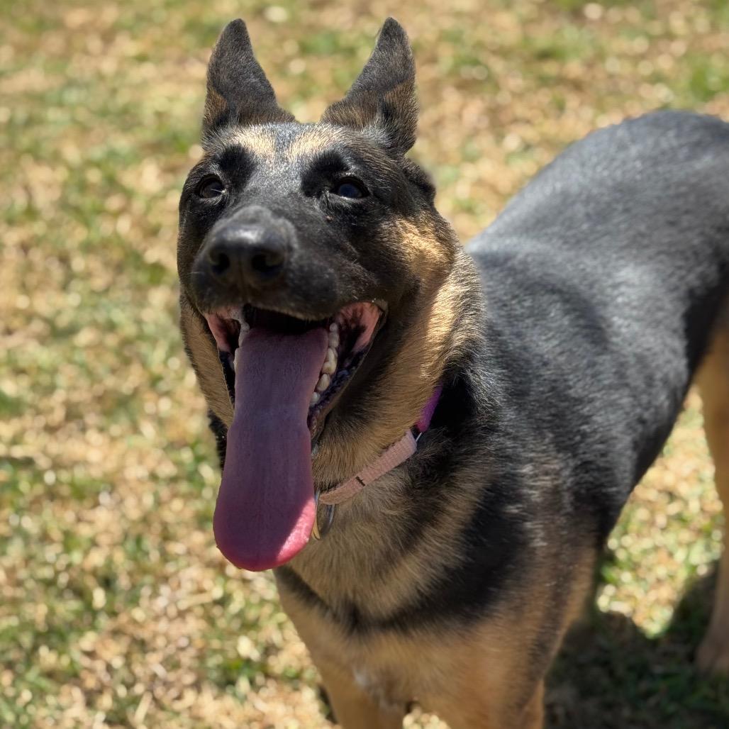 Enlarge Freya, a Adoptable German Shepherd Dog in Santa Barbara, CA image 4/6