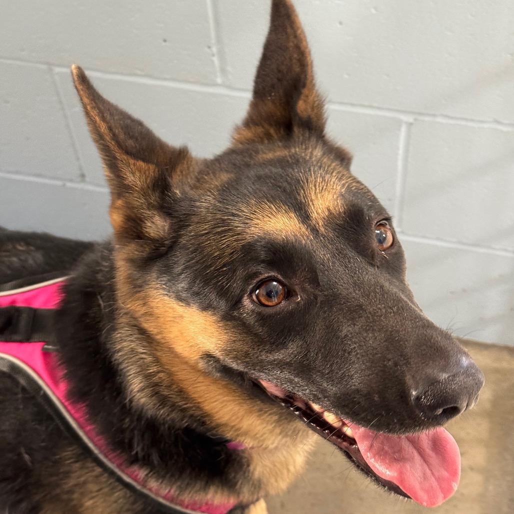 Enlarge Freya, a Adoptable German Shepherd Dog in Santa Barbara, CA image 5/6