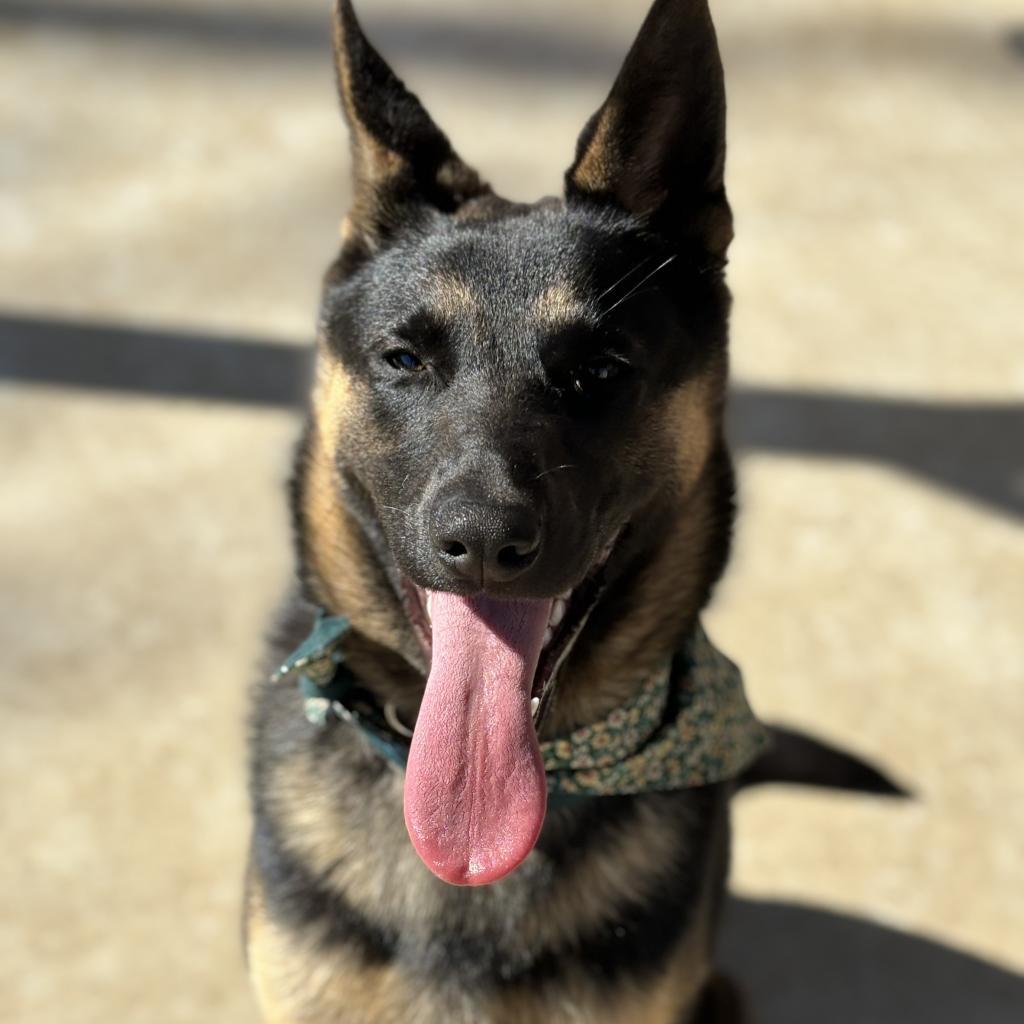 Enlarge Freya, a Adoptable German Shepherd Dog in Santa Barbara, CA image 6/6