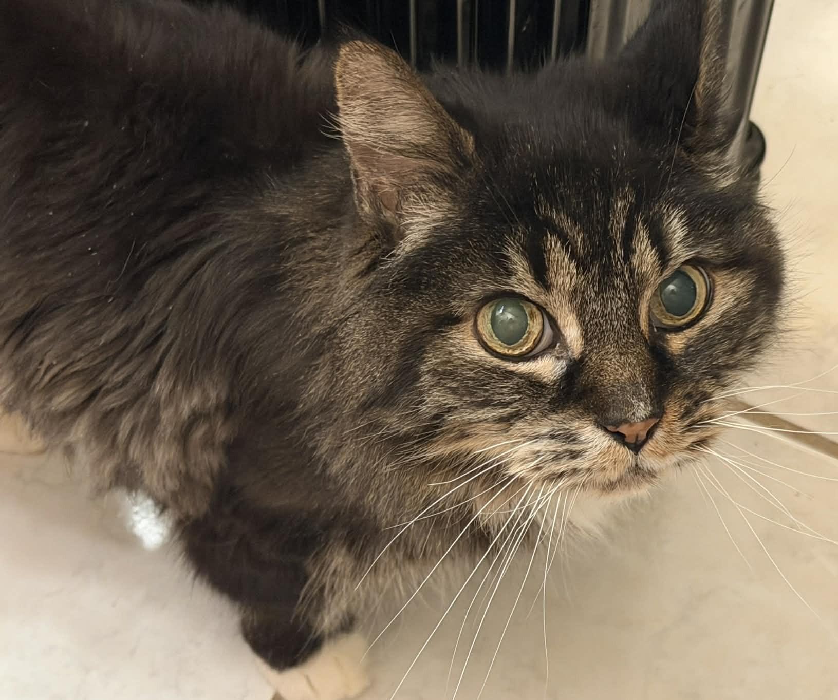 Enlarge Mowgli, a ADOPTABLE Tabby in Anchorage, AK image 1/1