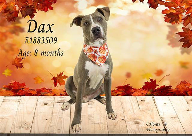 DAX, Adoptable, Young Male Pit Bull Terrier & Mixed Breed.