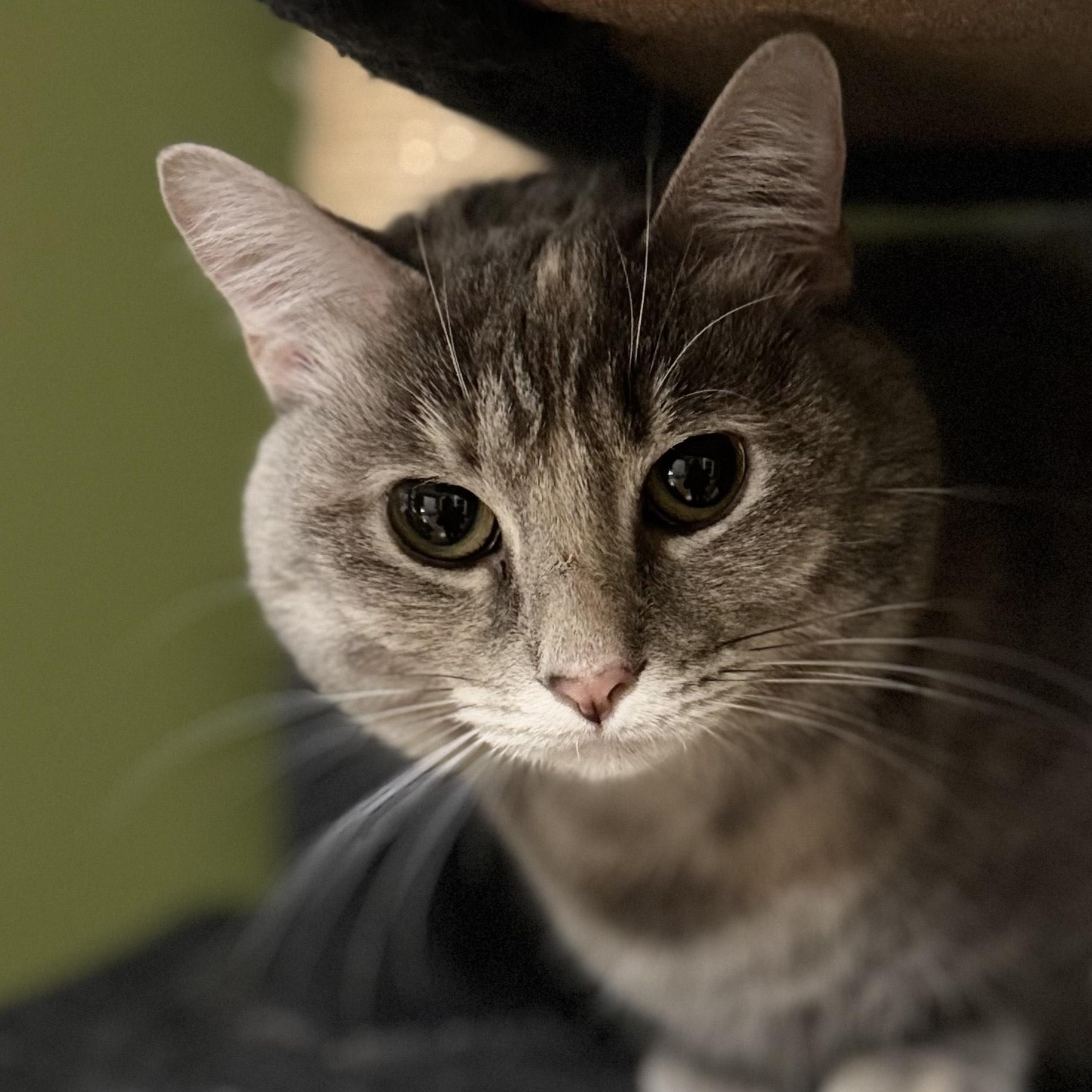 Graycie