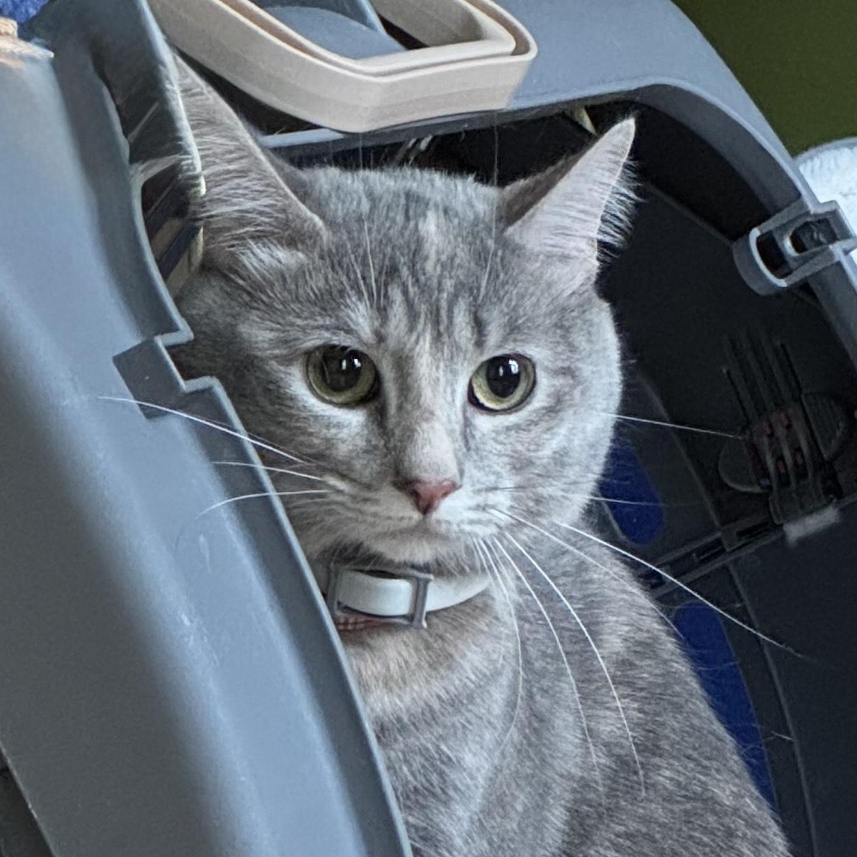Graycie