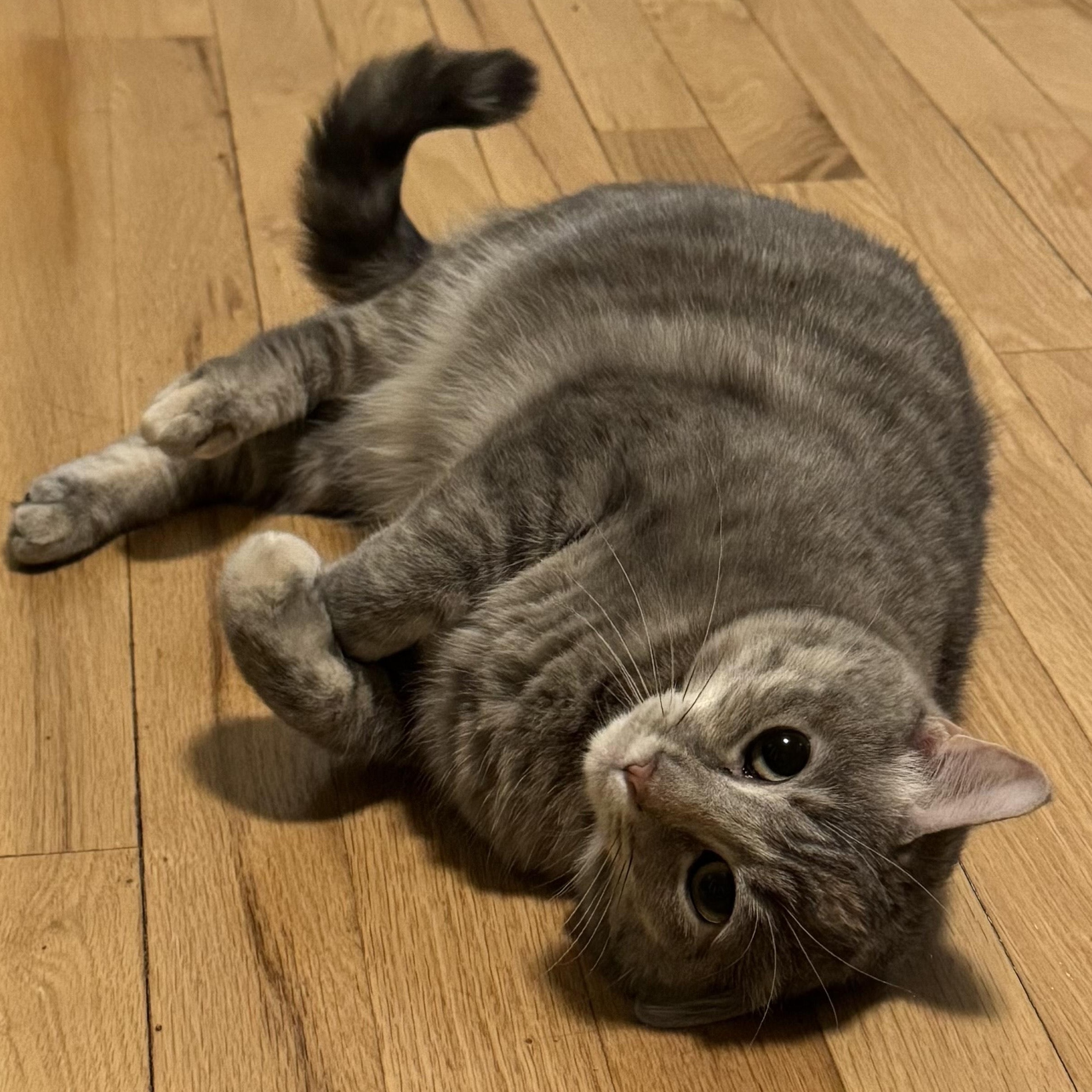 Graycie