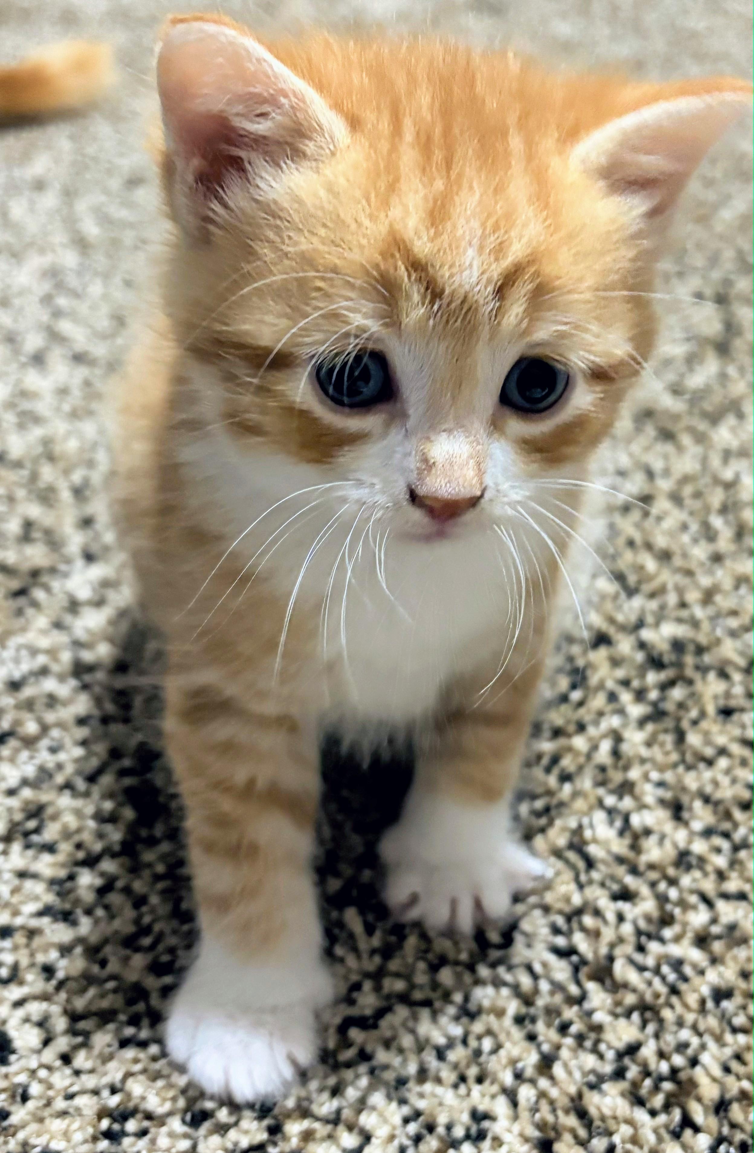 Doyle, adopted, Kitten Male American Shorthair.
