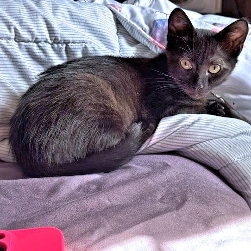 Enlarge Charley, a Adoptable Domestic Short Hair in Rutherfordton, NC image 1/3