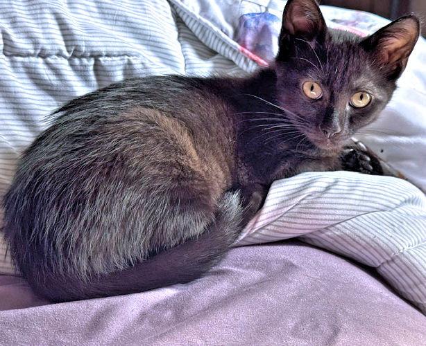 Enlarge Charley, a Adoptable Domestic Short Hair in Rutherfordton, NC image 2/3