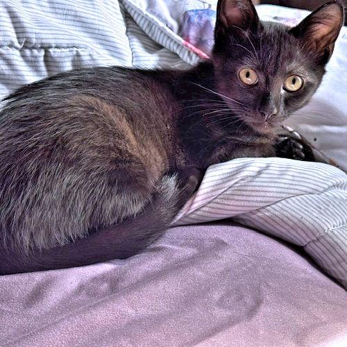 Enlarge Charley, a Adoptable Domestic Short Hair in Rutherfordton, NC image 3/3
