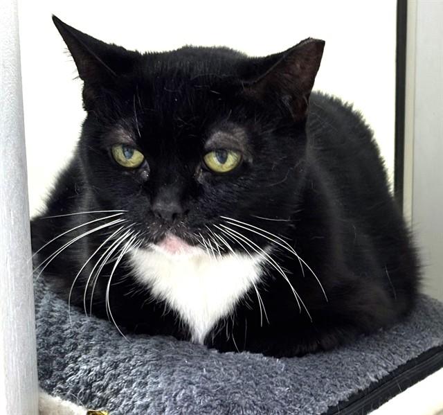 ELSA, Adoptable, Adult Female Domestic Short Hair.