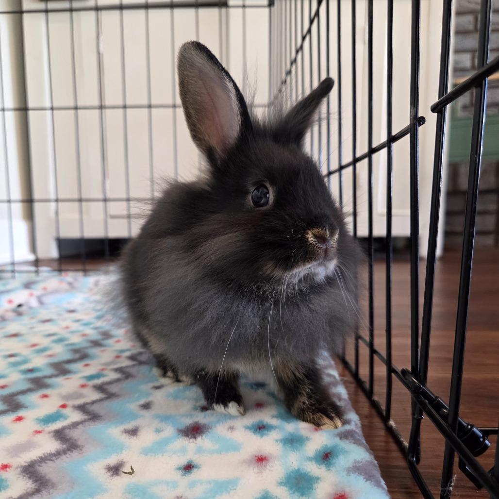 KitKat, Adoptable, Young Male Lionhead.