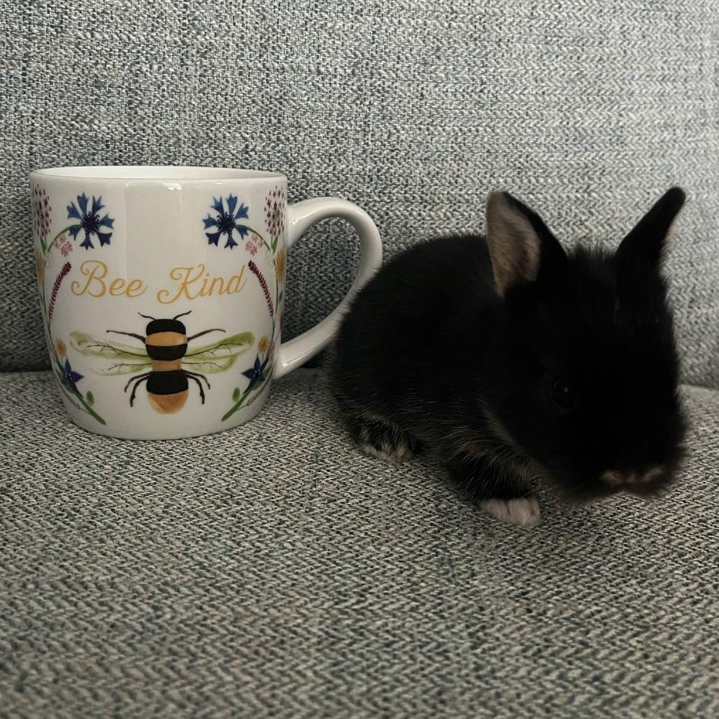 Enlarge KitKat, a Adoptable Lionhead in Hilliard , FL image 2/5