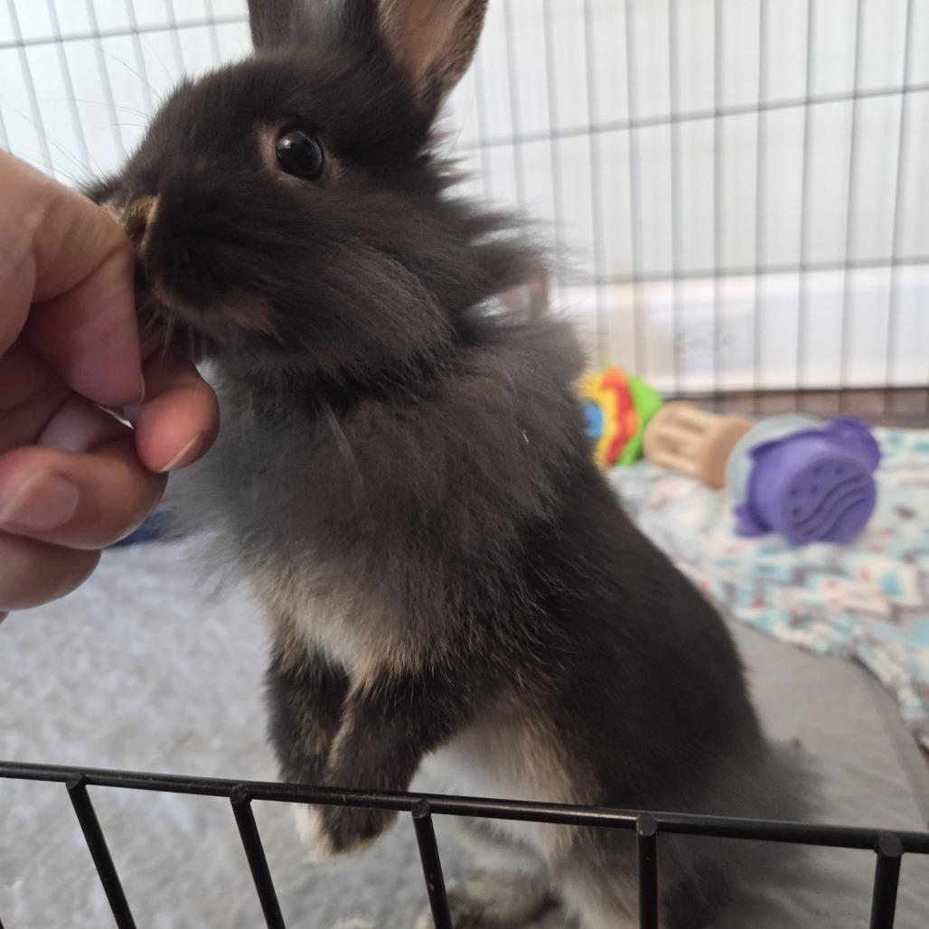 Enlarge KitKat, a Adoptable Lionhead in Hilliard , FL image 3/5