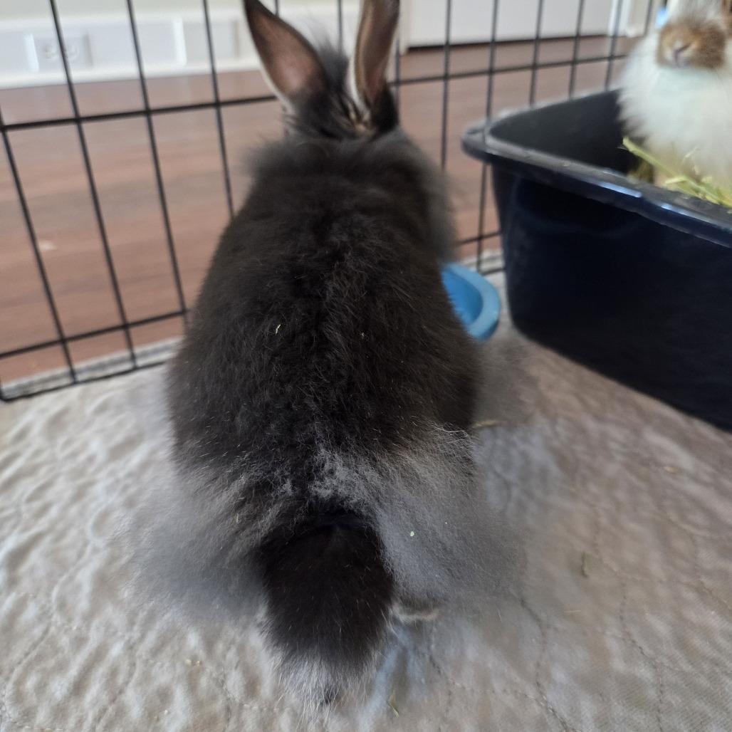 Enlarge KitKat, a Adoptable Lionhead in Hilliard , FL image 4/5