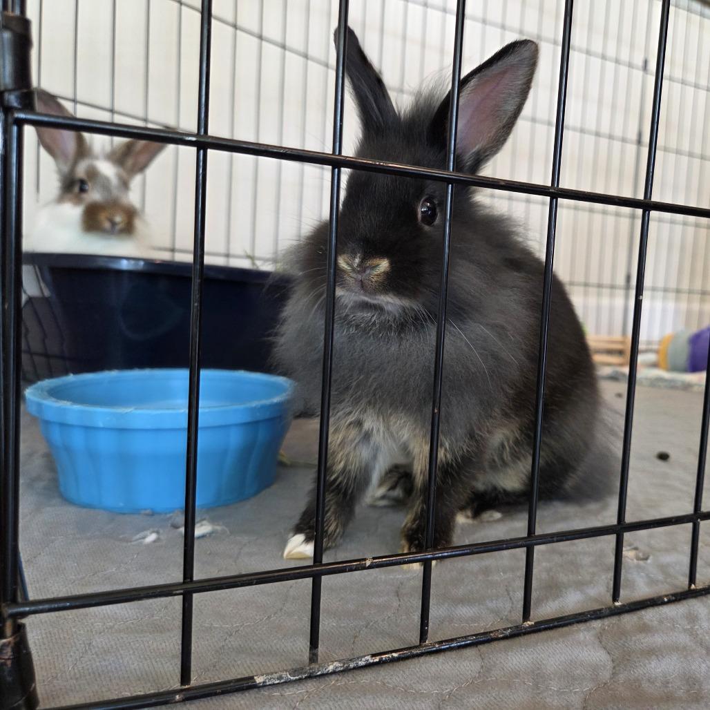 Enlarge KitKat, a Adoptable Lionhead in Hilliard , FL image 5/5