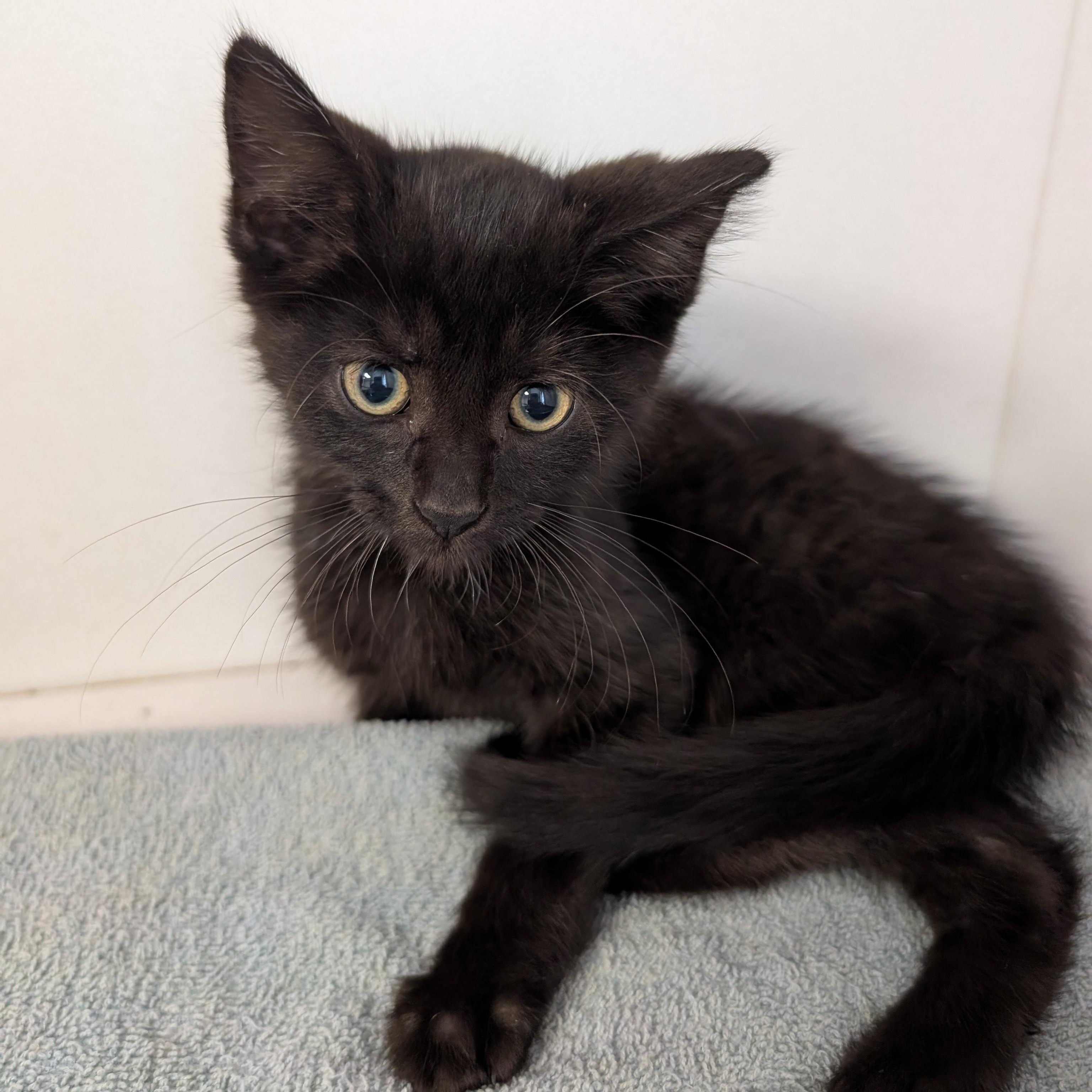 Enlarge Doyle, a Adoptable Domestic Short Hair in Archbold , OH image 1/4