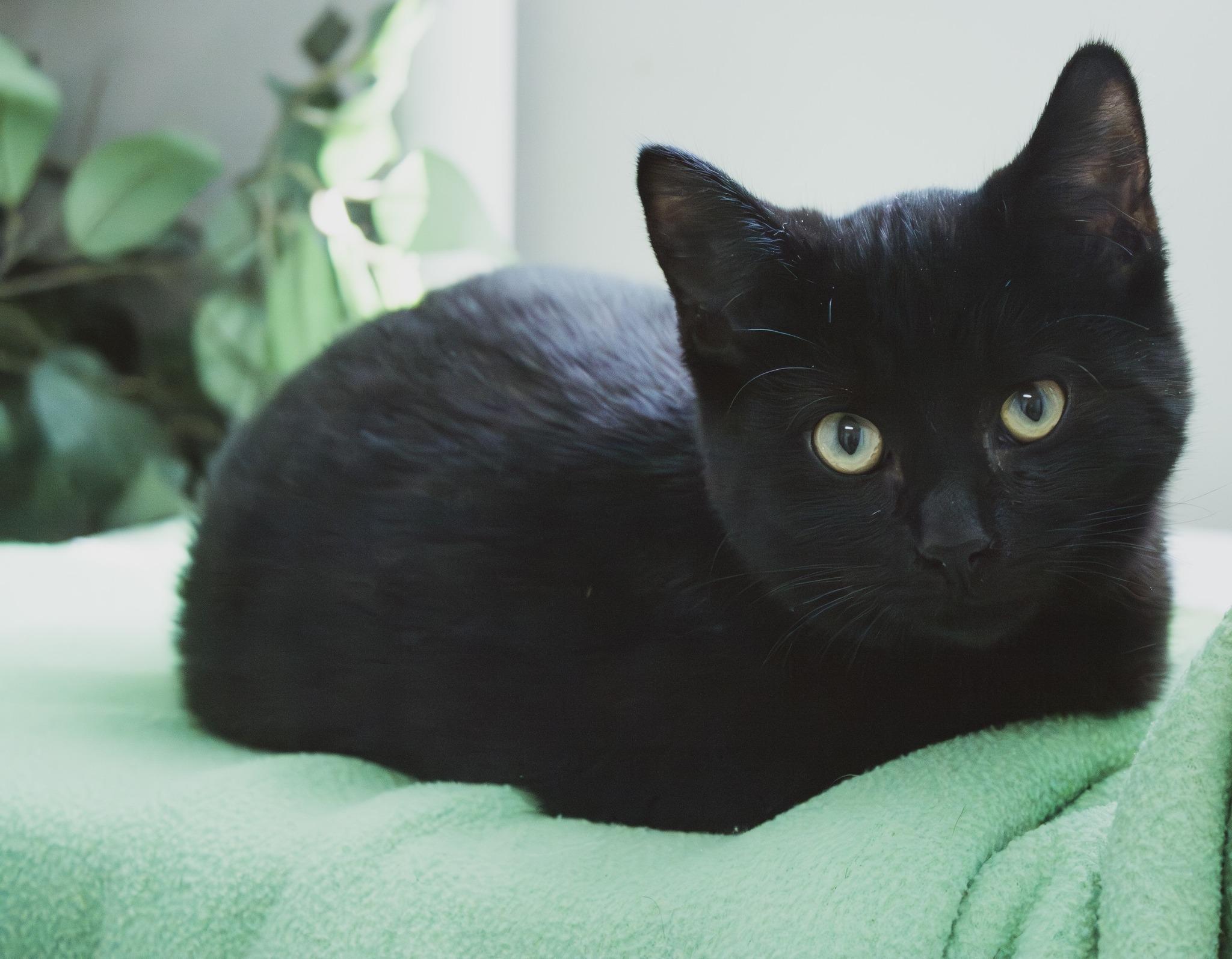 Enlarge Doyle, a Adoptable Domestic Short Hair in Archbold , OH image 2/4