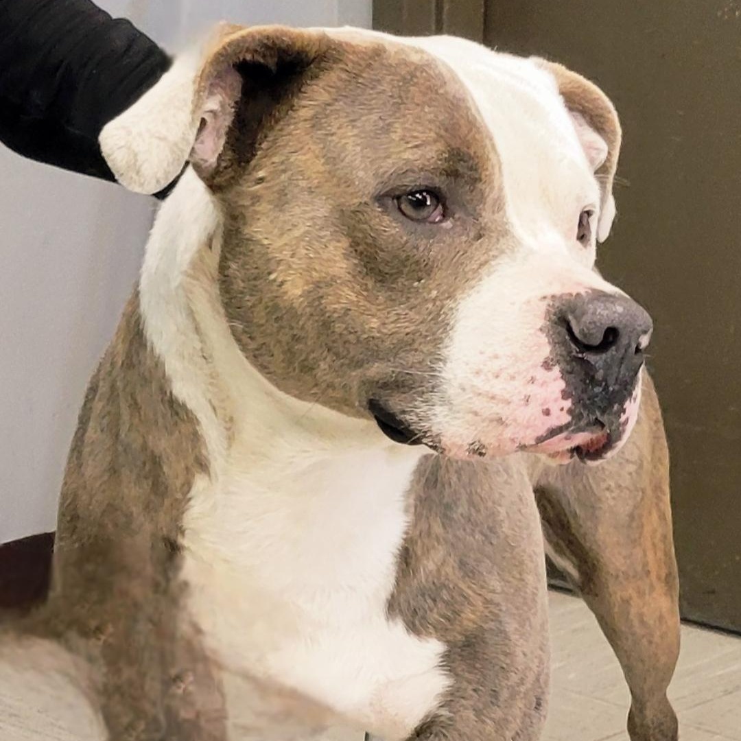 Enlarge Twix, a ADOPTABLE mixed breed in Lincoln, IL image 1/2