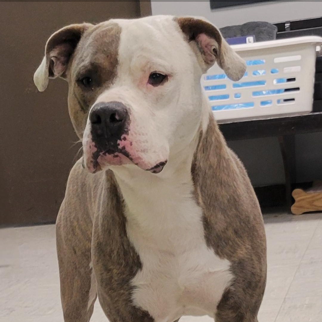 Enlarge Twix, a ADOPTABLE mixed breed in Lincoln, IL image 2/2