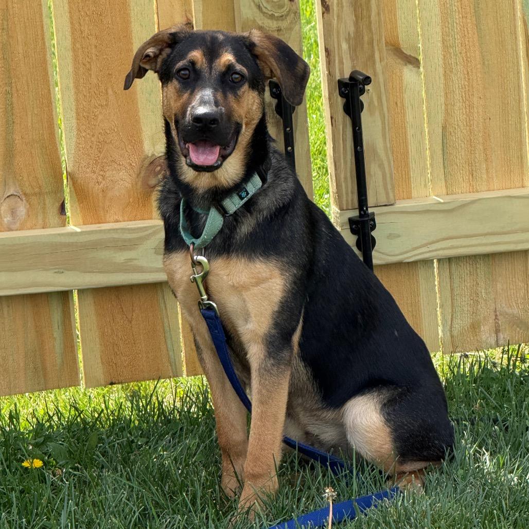 Moose, Adoptable, Young Male Shepherd.