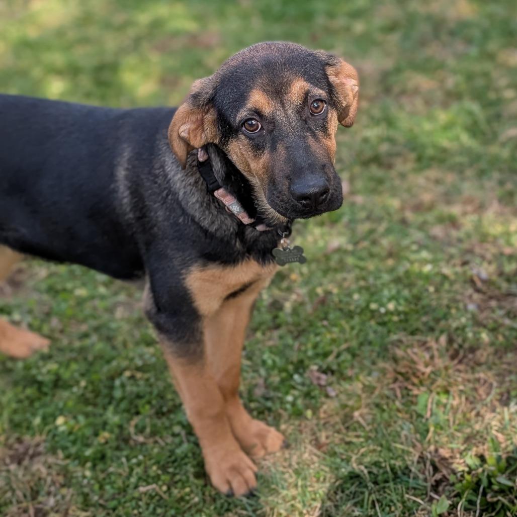 Enlarge Turner, a Adoptable Hound in La Grange, KY image 2/6