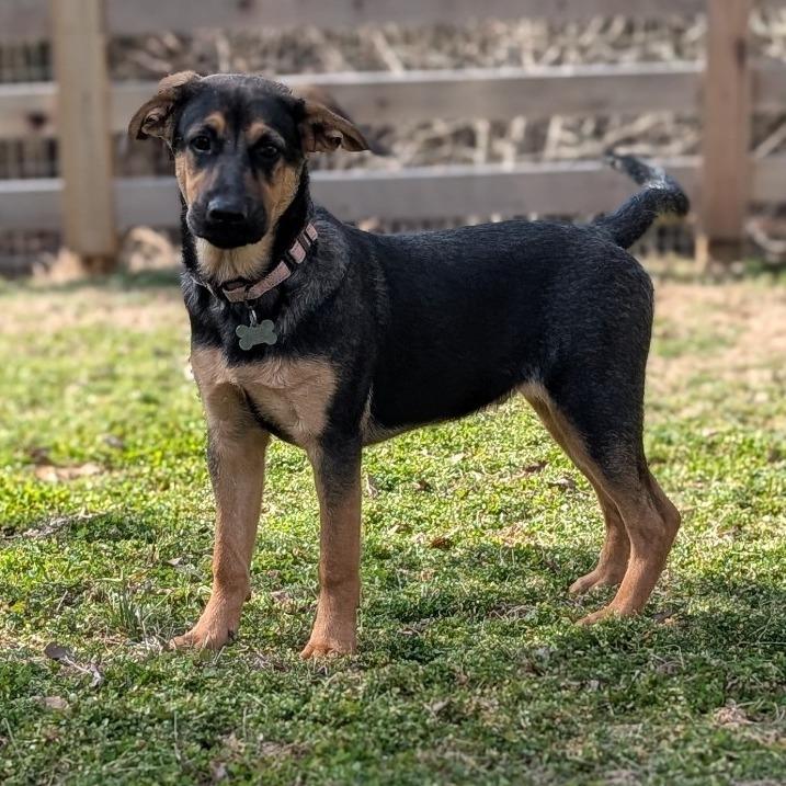 Enlarge Turner, a Adoptable Hound in La Grange, KY image 1/6