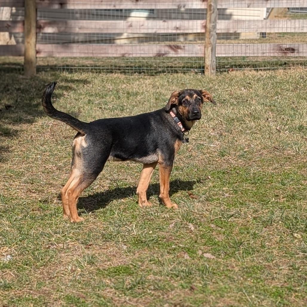 Enlarge Turner, a Adoptable Hound in La Grange, KY image 3/6