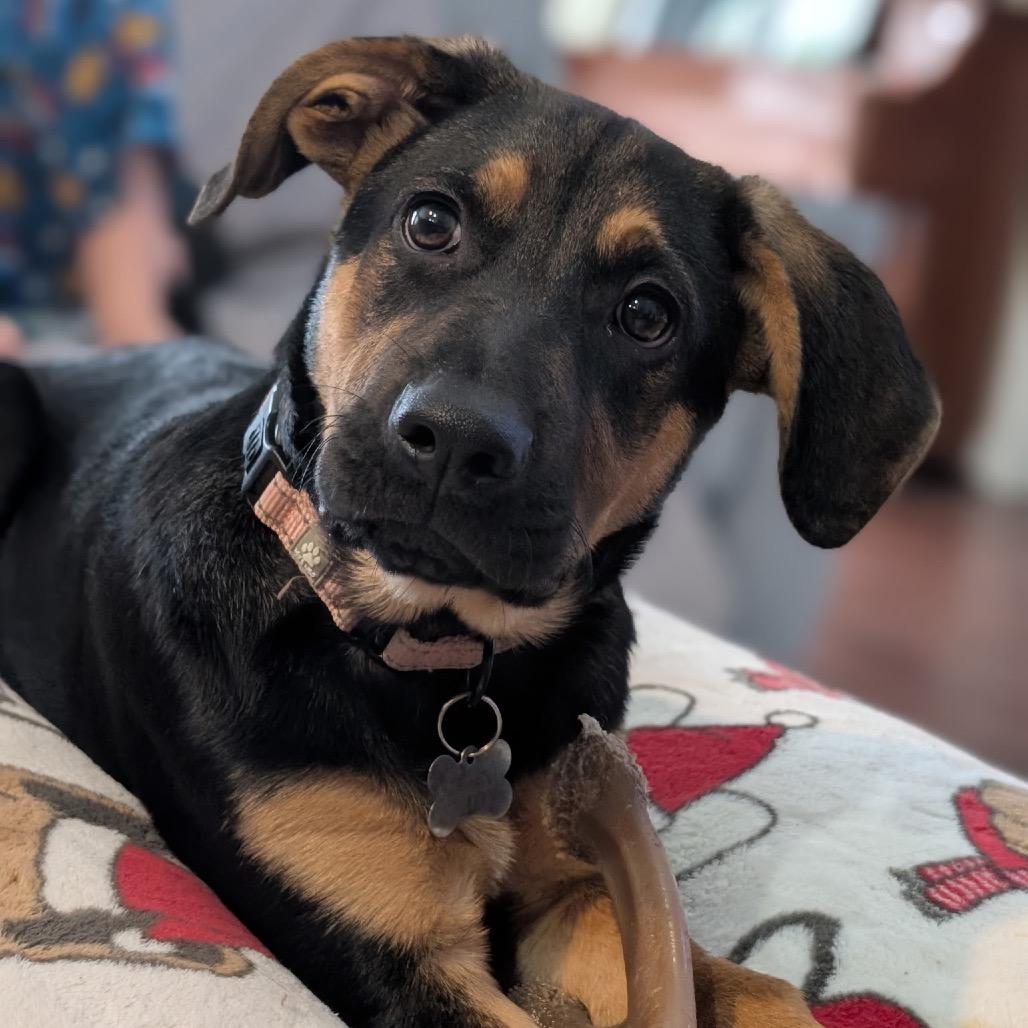 Enlarge Turner, a Adoptable Hound in La Grange, KY image 4/6