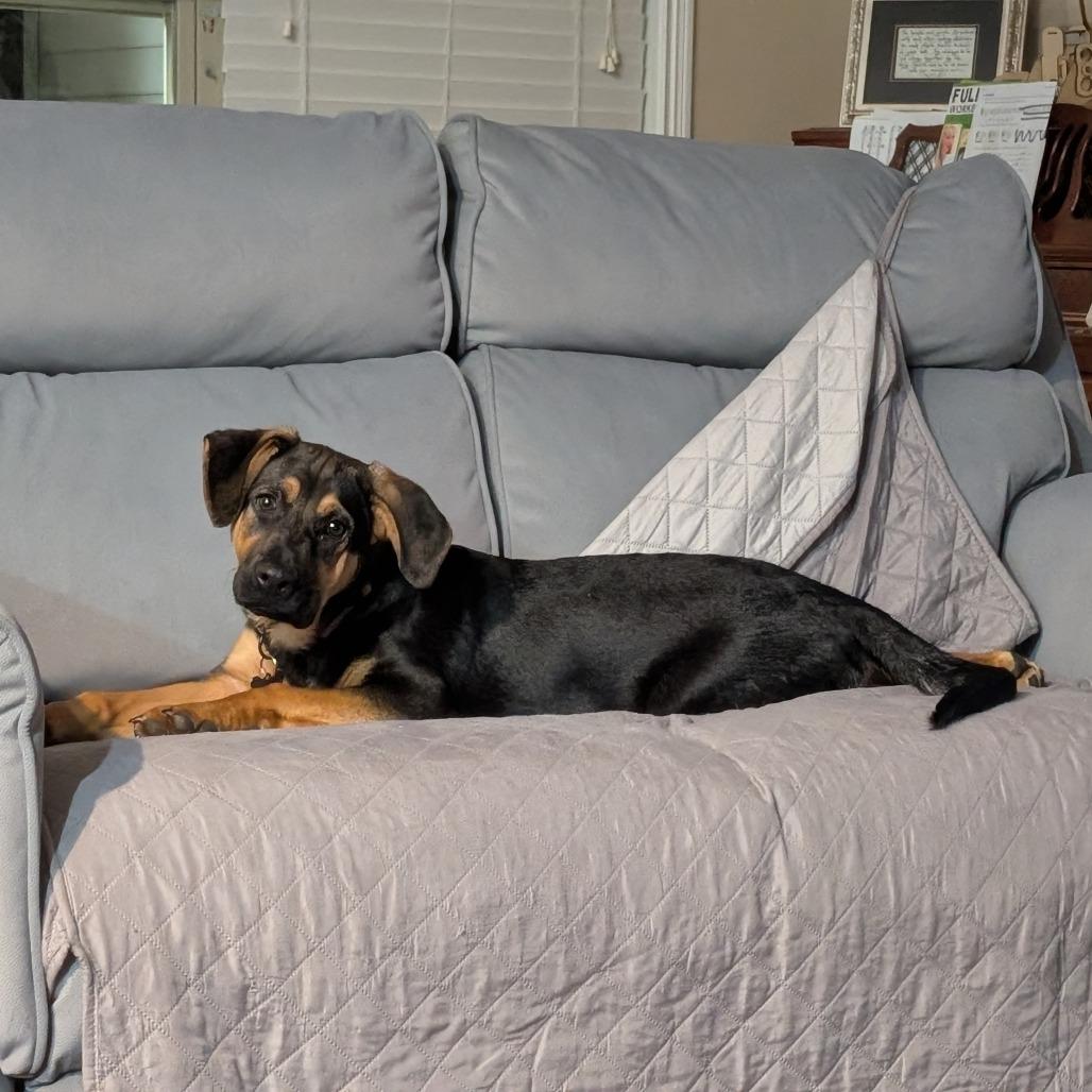 Enlarge Turner, a Adoptable Hound in La Grange, KY image 5/6