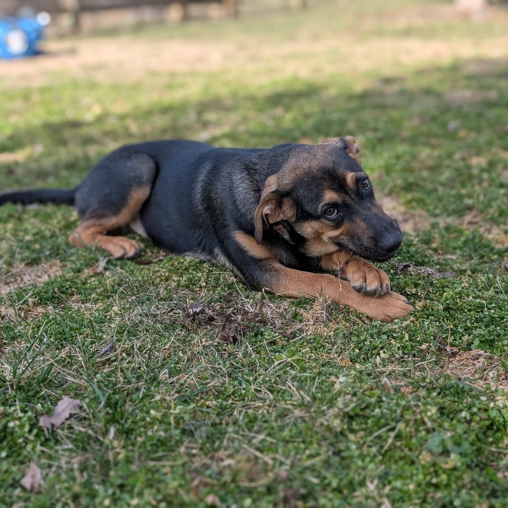 Enlarge Moose, a Adoptable Shepherd in La Grange, KY image 6/6