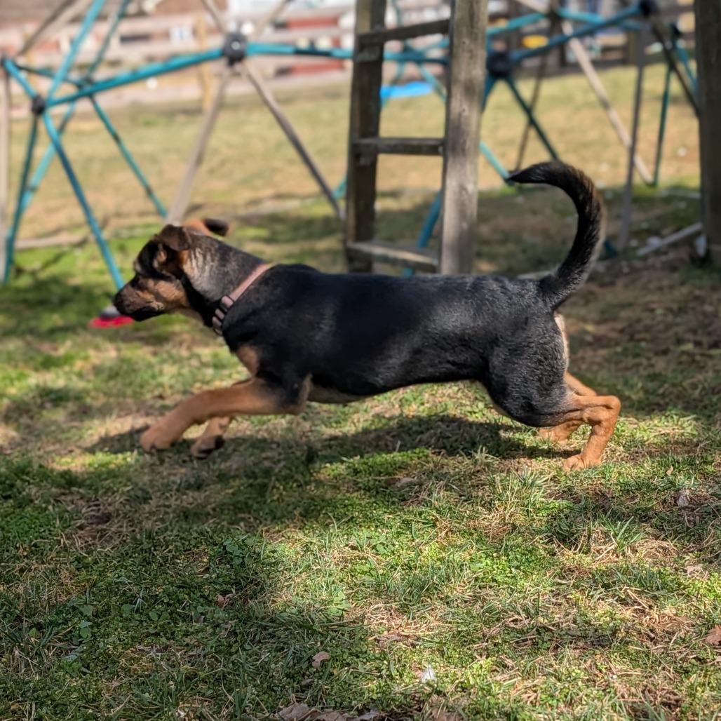 Enlarge Turner, a Adoptable Hound in La Grange, KY image 6/6