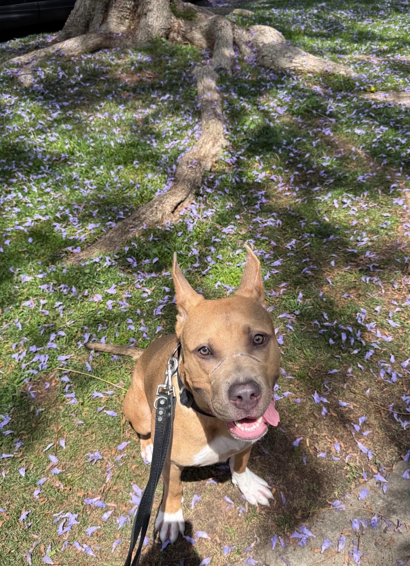 Oden, a Adoptable Pit Bull Terrier in Portland, CA image 3/6