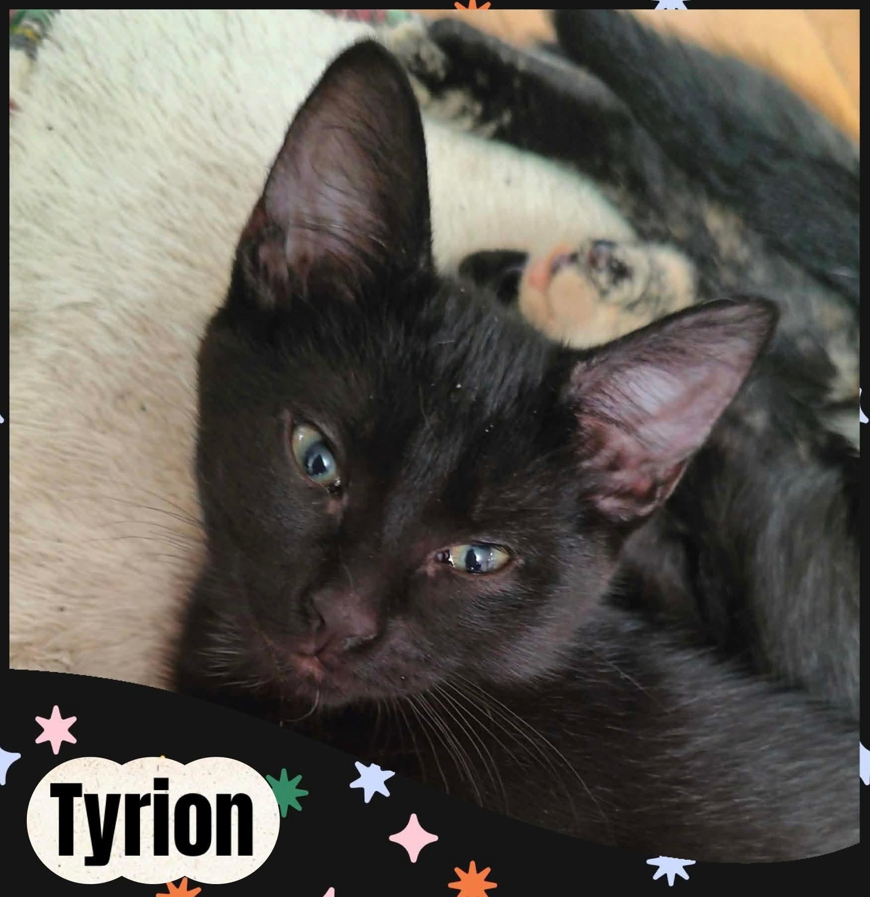 Tytion, Adopted, Kitten Male Domestic Short Hair.